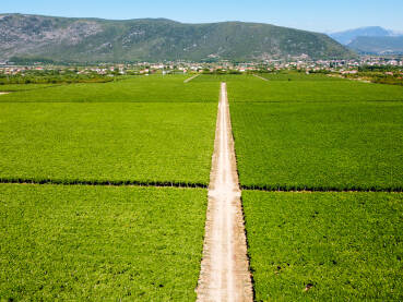 Vinograd Vinograd, snimak dronom. Vinova loza raste u polju. Hercegovina.