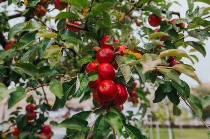 Crvene jabuke nakon kiše
