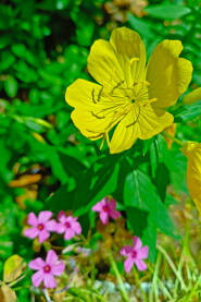 Žuti cvjet noćurka cvjeta u vrtu. Noćurak, nočurak žuti; lat. Oenothera biennis) dvogodišnja je biljka iz porodca vrbolikovke (Onagraceae).