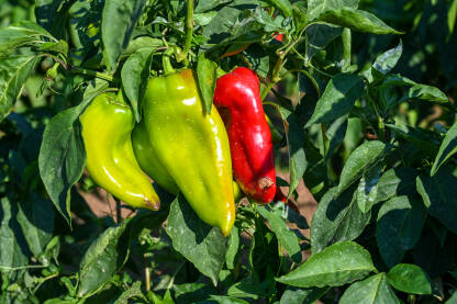 AK1_7292 Paprike rastu u redovima na njivi. Zelene i crvene paprika, krupni plan. Organsko i svježe povrće raste na navodnjavanom polju. Proizvodnja hrane. Poljoprivreda.