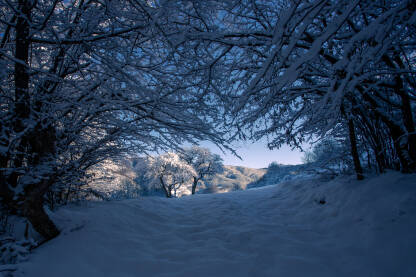 Stabla i livada pod snijegom