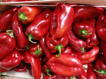 Crvena paprika roga Crvena paprika roga u gajbi spremna za prodaju