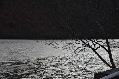 Jezero i drvo, tmuran dan Drvo u jesen sa jezerom i brdom u pozadini.