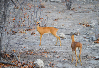 Antilope dik-dik najmanje antilope u divljini Namibije.