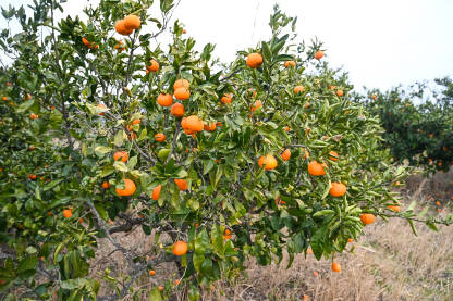 Mandarine na grani u voćnjaku Mandarine rastu na grani u voćnjaku. Zrele mandarine na drvetu spremne za berbu. Svježe, sočno i organsko voće. Plantaža mandarina. Proizvodnja hrane.