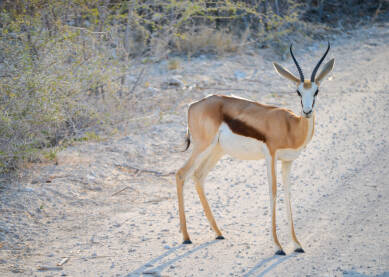 Impala Impala u divljini Namibije.