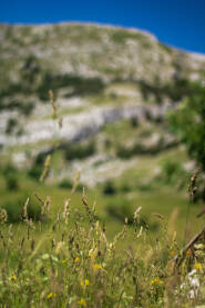 Trava na planini u fokusu