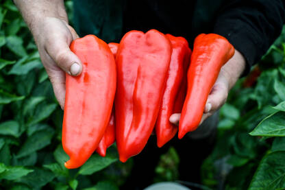 Svježe ubrane paprike Farmer drži crvene paprike u ruci. Svježe ubrane paprike. Čovjek bere povrće u stakleniku. Berba organskih paprika. Poljoprivreda.
