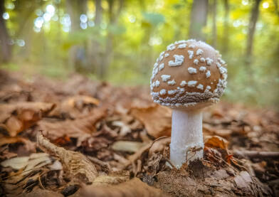 Panterova muhara Panterova muhara ili panterka (Amanita pantherina), jedna od najopasnijih gljiva na našem području.