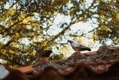 Golub i golubica na krovu