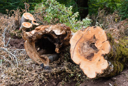 Tree cut in the mountain forest Drvo posječeno u planinskoj šumi