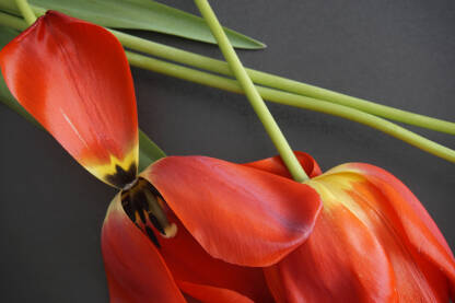 Tulipani-Lale Tulipani-Lale, prolećno cvijeće divnih boja
Podloga.