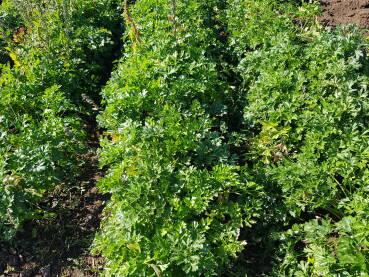 Bokori peršuna u bašti Peršun (Petroselinum crispum) je začinska, ljekovita, hranjiva, aromatična i dekorativna biljka. List peršuna se koristi za salate, kao dodatak kuvanim jelima, za dekoraciju jela, za čaj itd.
