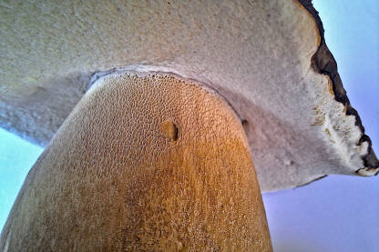 Strucak Vrgnja, pogled na spore gljive, ispod klobuka. Krupni plan.